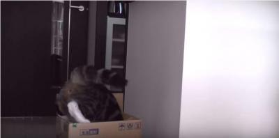 段ボールの箱に入りたくて悪戦苦闘する猫