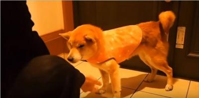 何もする気がなくなり、うつむく柴犬の訳とは?