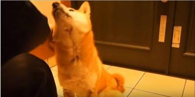何もする気がなくなり、うつむく柴犬の訳とは?