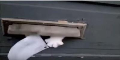 郵便物を拒否する猫vs郵便配達