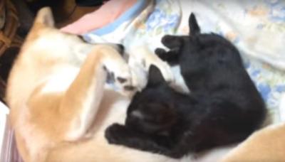 子猫の面倒を見る優しい柴犬