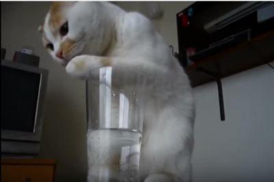 コップの水を飲む姿がブチャ過ぎる猫