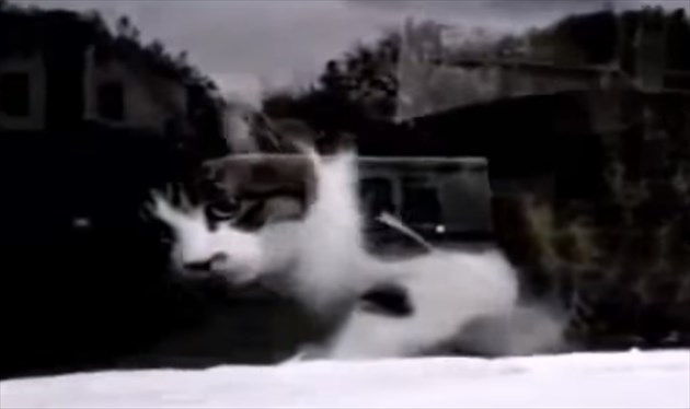yuubinneko_R