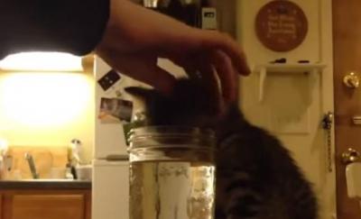 水を飲みながら眠ってしまった子猫