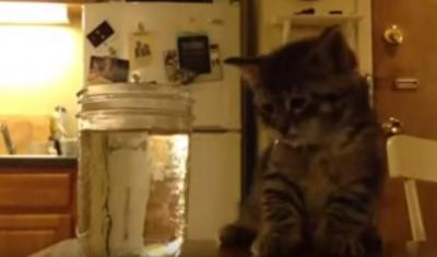 水を飲みながら眠ってしまった子猫