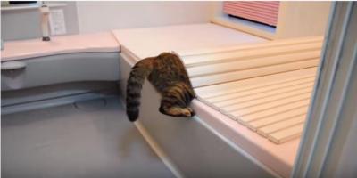 夫婦喧嘩にまで至った猫のイタズラ