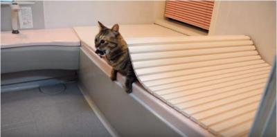 夫婦喧嘩にまで至った猫のイタズラ