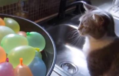 どこにいったの??割れた水風船に混乱する猫