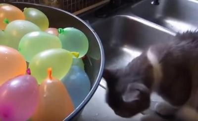 どこにいったの??割れた水風船に混乱する猫