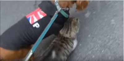 犬が大好き過ぎる猫、スリスリ攻撃