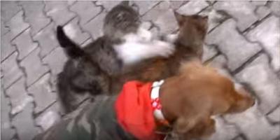犬が大好き過ぎる猫、スリスリ攻撃