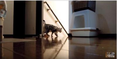 怒った猫が華麗な跳び蹴り!