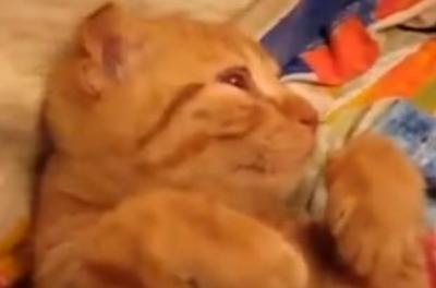あと5分寝かせて!見るからに眠そうな猫