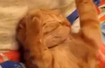 あと5分寝かせて!見るからに眠そうな猫