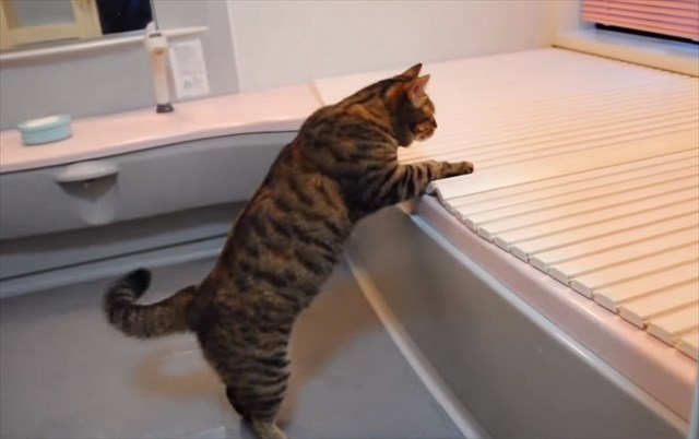 itazuraneko_R