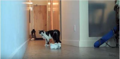 おもちゃの猫を散歩させる猫