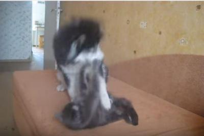 猫と遊びたいシベリアンハスキーのドジっぷり