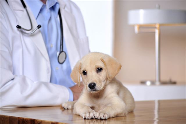 PETS ALL RIGHTiStock_000017597796Large_R