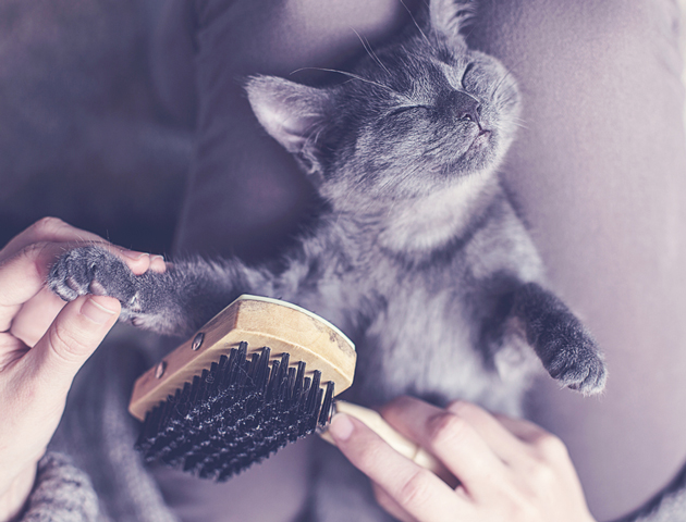 抜け毛の季節に向けて!愛猫へのブラッシングの重要性