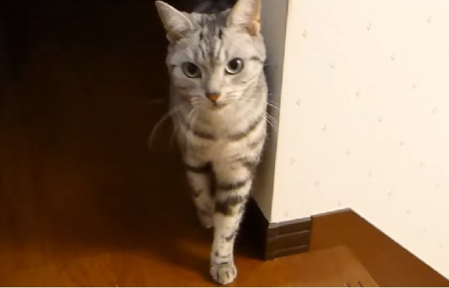 tobigerineko