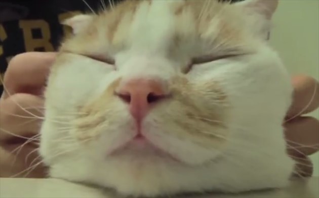 torokeruneko_R