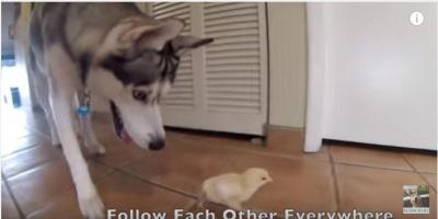 いつも一緒、ひよこが大好き過ぎるハスキー犬