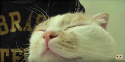 飼い主さんのゴッドハンドにとろける猫