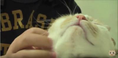 飼い主さんのゴッドハンドにとろける猫