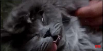 爆睡中の寝顔が強烈なモフモフ猫