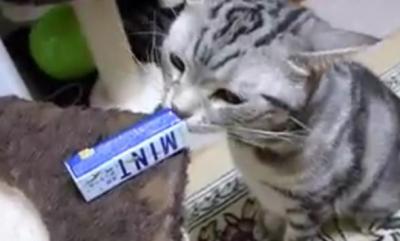 マタタビのような反応!?ミントに興奮する猫