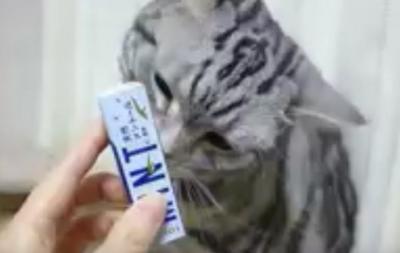 マタタビのような反応!?ミントに興奮する猫