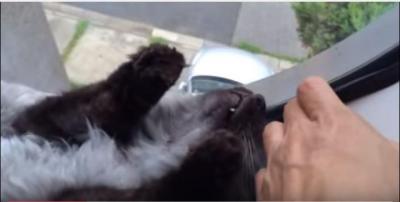 イタズラが見つかった猫の反応は死んだフリ?