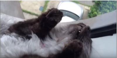イタズラが見つかった猫の反応は死んだフリ?