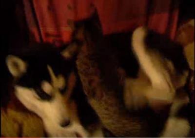 猫のマッサージがくすぐったい犬