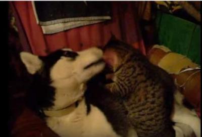 猫のマッサージがくすぐったい犬