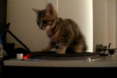 レコードプレーヤーの上で目を回す猫