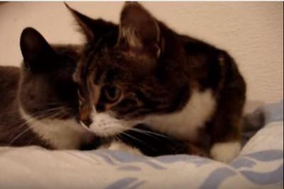 仲良し猫のおしゃべりが可愛すぎる