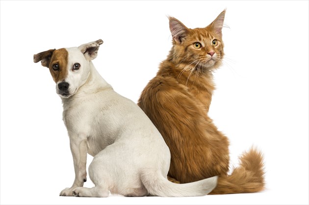 shutterstock_184610531_R