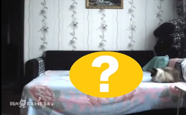 bedanddog2_R