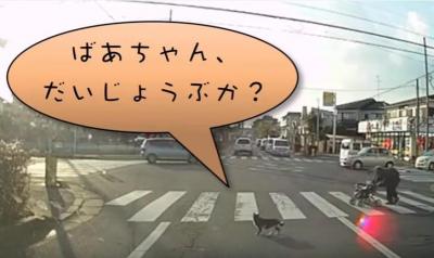 横断歩道を渡るおばあさんを気遣う猫