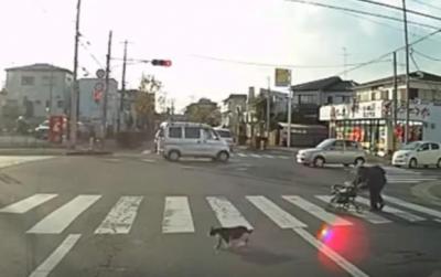 横断歩道を渡るおばあさんを気遣う猫