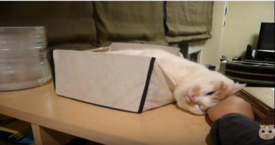 猫が箱から溶け出している?