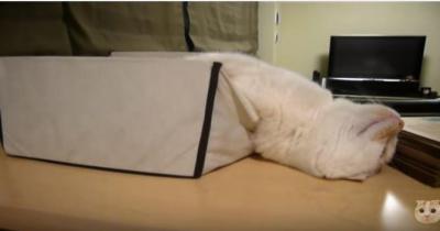 猫が箱から溶け出している?