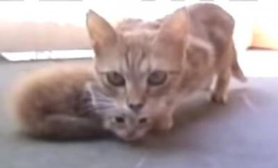 撮影中の子猫を連れて帰る親猫
