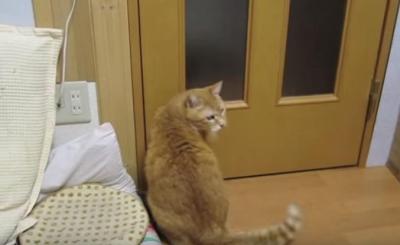 残念・・ドアを開けようとして閉めてしまう猫