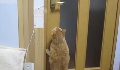 残念・・ドアを開けようとして閉めてしまう猫