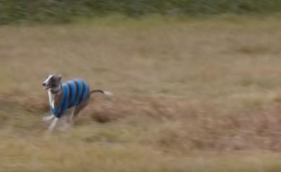 時速約60km!足がとっても速い犬