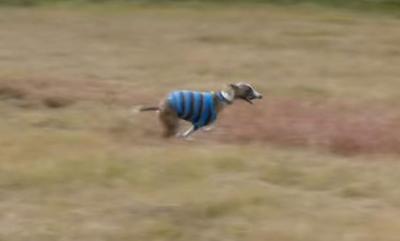 時速約60km!足がとっても速い犬