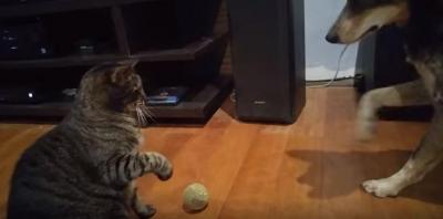 ボールを取らせて下さい!猫vs犬