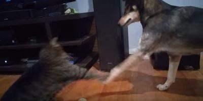 ボールを取らせて下さい!猫vs犬
